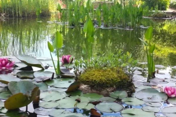 Bassin de lotus au jardin des Paradis