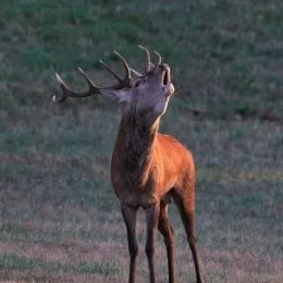 Escuche el rugido de los ciervos en el bosque de Grésigne