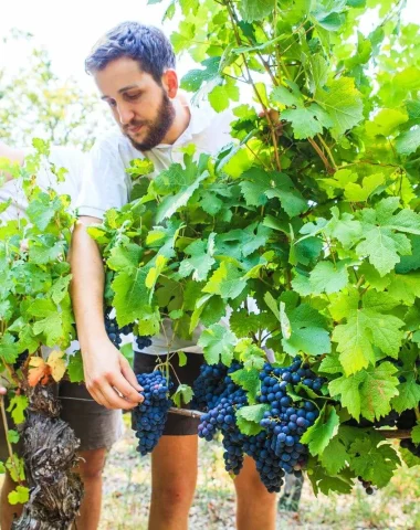 Le label Vignobles & Découvertes