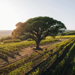 Escapade 100% vignoble