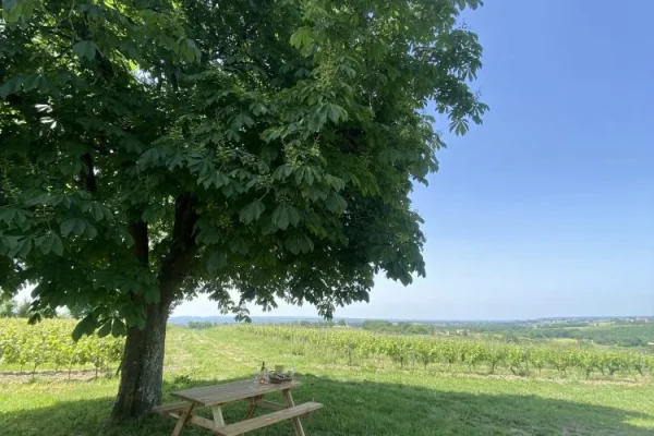Un pique-nique dans les vignes : les domaines qui vous acceuillent