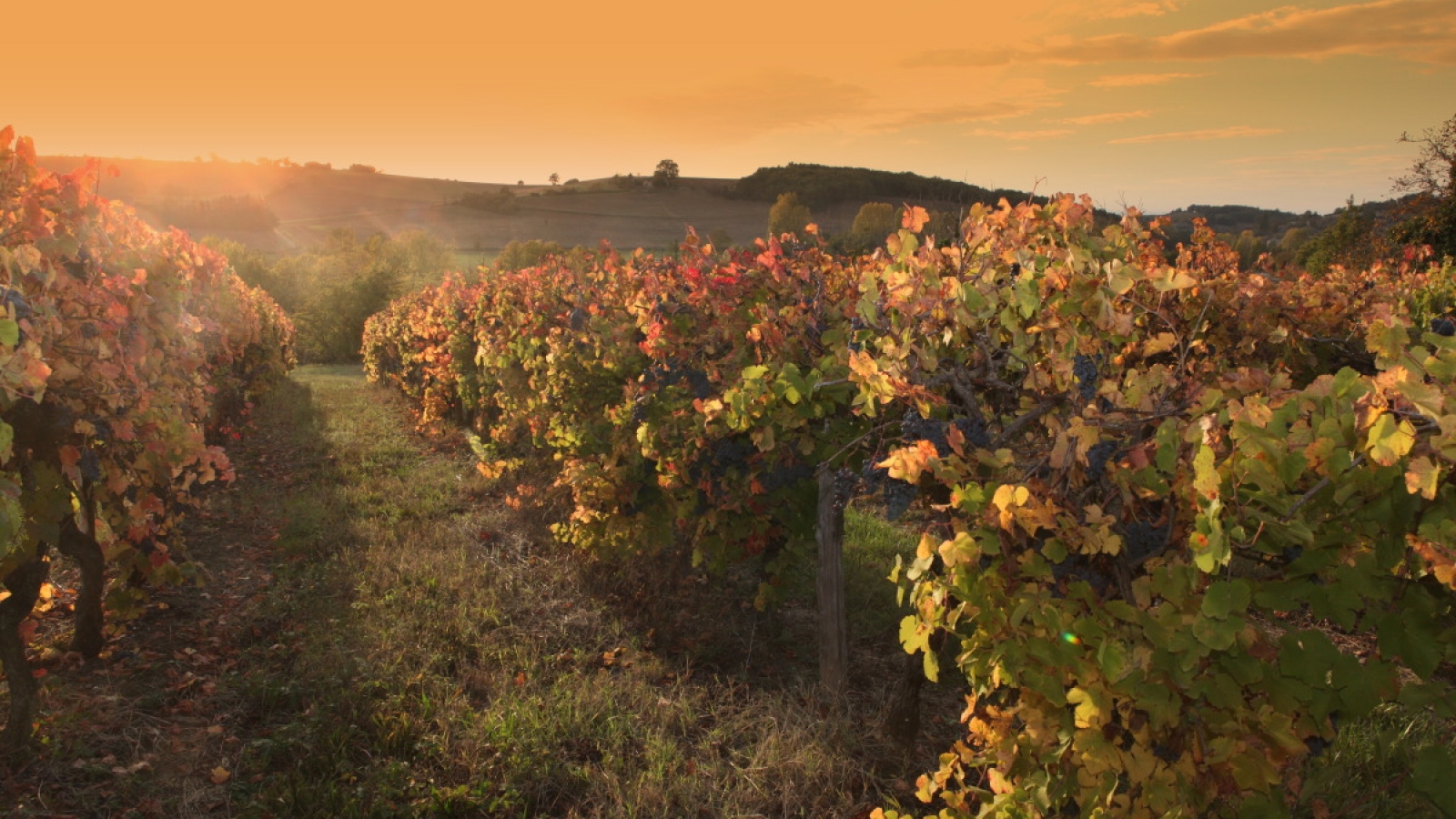 vignoble de Gaillac à l'automne