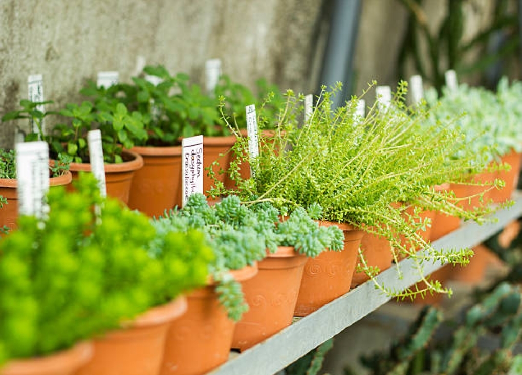 Atelier Potager : Bouturer les plantes aromatiques - Pépinière KSTOR PLANTS